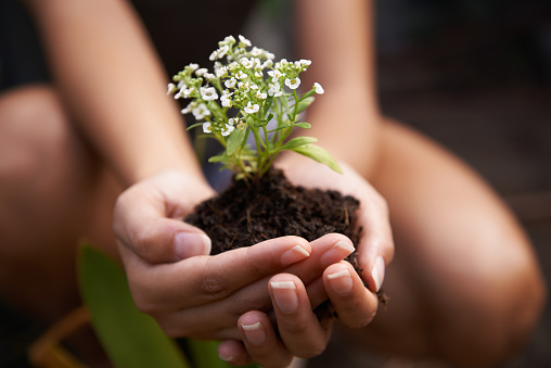 Closeup shot of a woman holding soil with a flowering plant in her cupped handshttp://195.154.178.81/DATA/i_collage/pi/shoots/783550.jpg