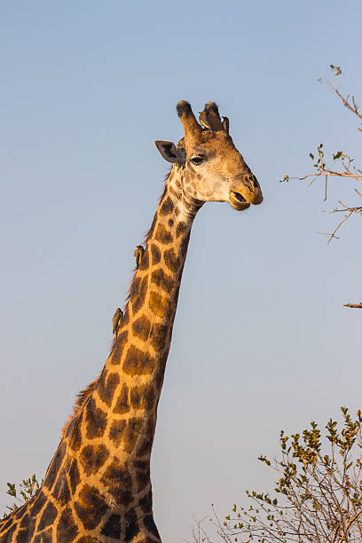 girafa com oxpeckers 2 - beautiful outdoors vertical close up - fotografias e filmes do acervo