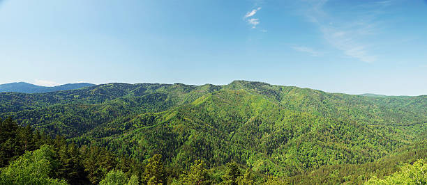 istock Beautiful summer alpine landscape with green forested mountains 501259417