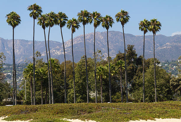 istock Tall palm trees in Santa Barbara 501260108
