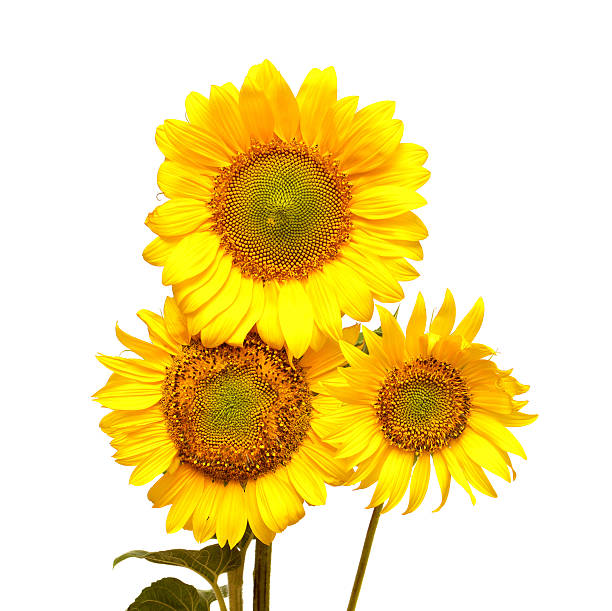 istock Bouquet of sunflowers 501260189