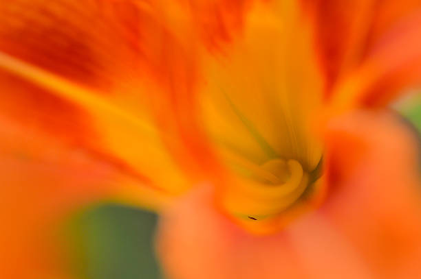 istock Swirling Inside of a Lily 501260227
