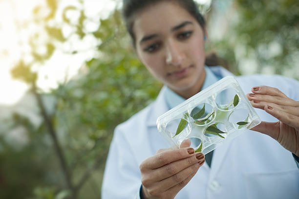 istock Young female Botanist collecting sample of leafs. 501260427