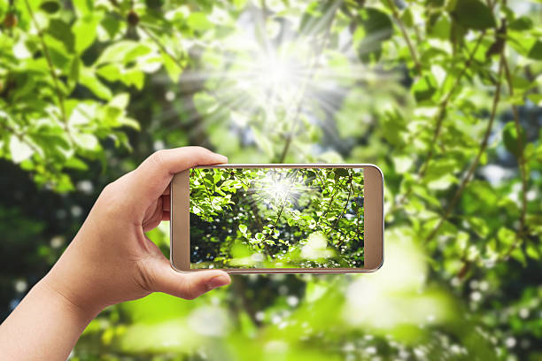 istock Green leaf with over sun light in smartphone 501260666