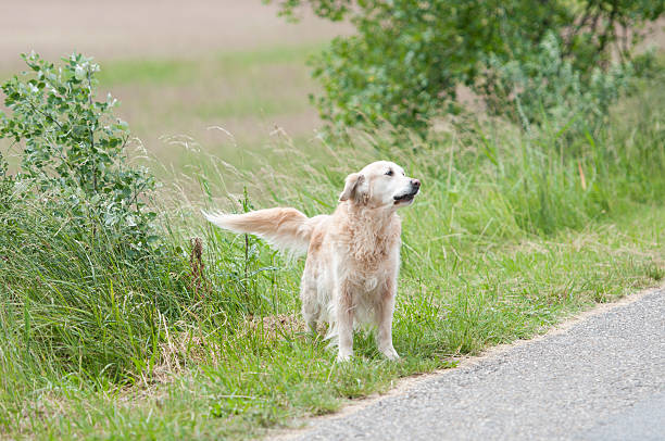 istock straying golden retriever dog on the wayside 501260809