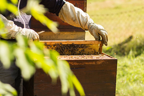 istock Honeycomb with bees and honey 501261617