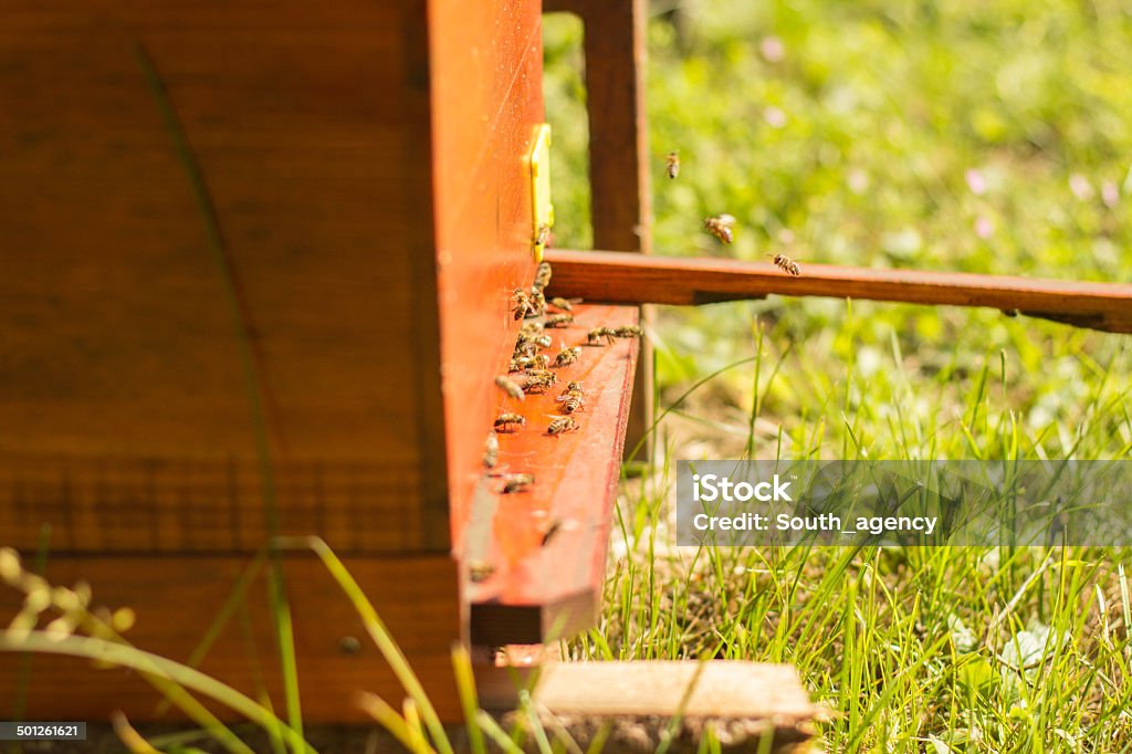 Abelhas swarming e voando em todo o beehive - Foto de stock de Abelha royalty-free