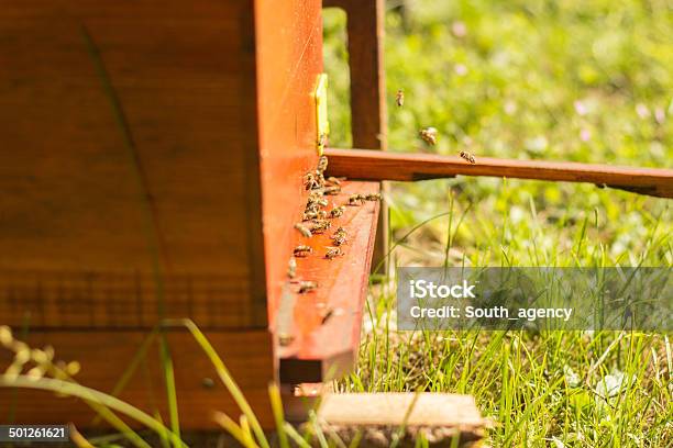 Foto de Abelhas Swarming E Voando Em Todo O Beehive e mais fotos de stock de Abelha - Abelha, Agricultor, Agricultura