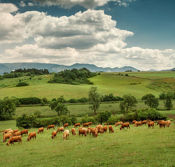 istock Herd of red Cows on the mountain meadow 501261743