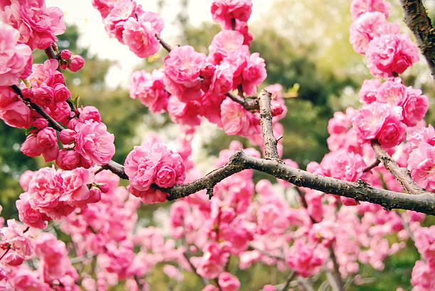 Branch with pink blossom stock photo