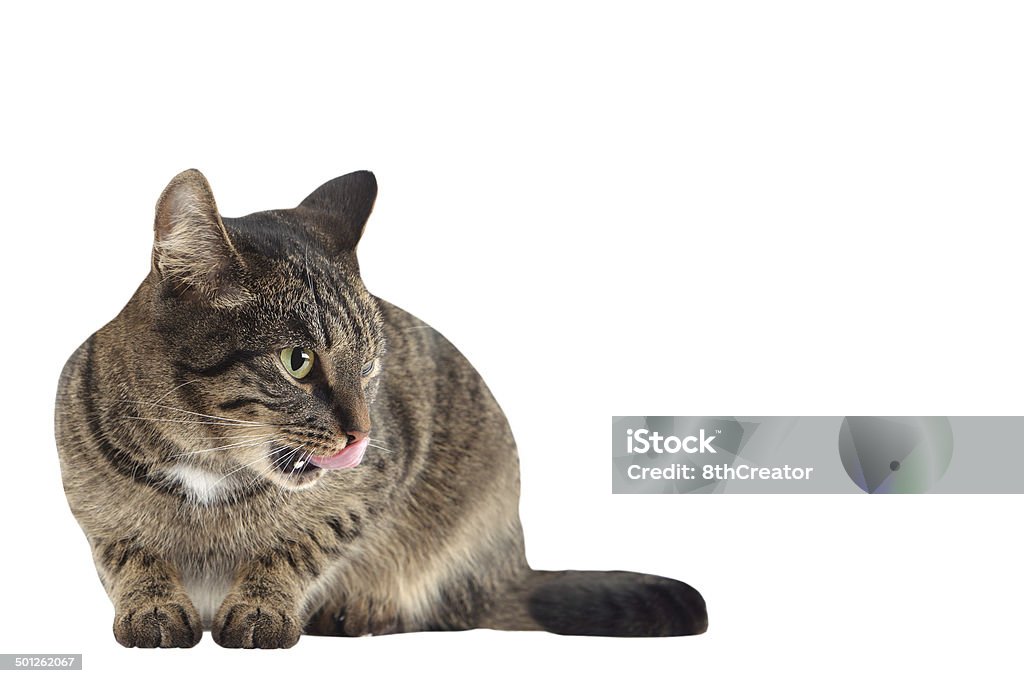 Getigerte Katze Katze lecken ihren Mund.  Isoliert mit freier text. - Lizenzfrei Aussicht genießen Stock-Foto