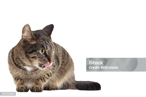 Getigerte Katze Katze Lecken Ihren Mund Isoliert Mit Freier Text Stockfoto und mehr Bilder von Aussicht genießen