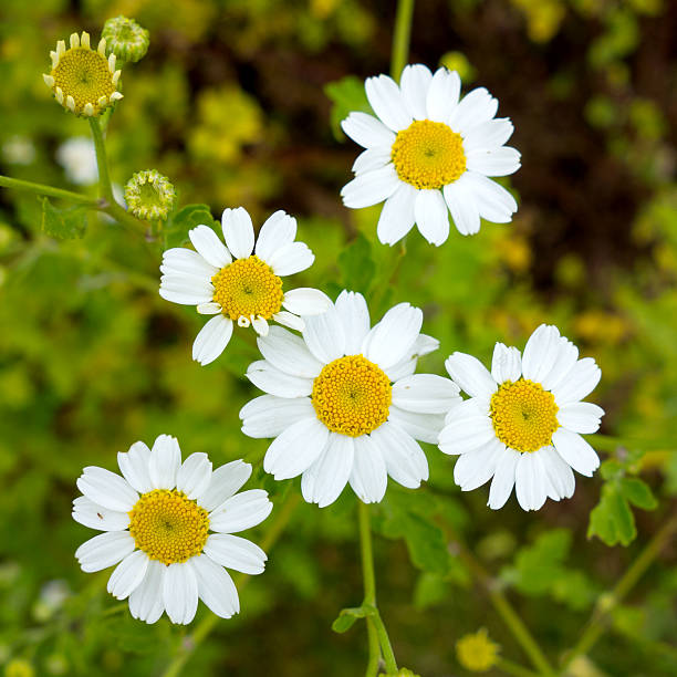 istock Tanacetum parthenium - feverfew 501262289