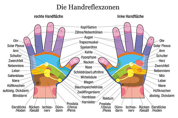 ilustra�ções de stock, clip art, desenhos animados e ícones de mão reflexologia gráfico descrição branco alemão - massaging human hand massage therapist vector
