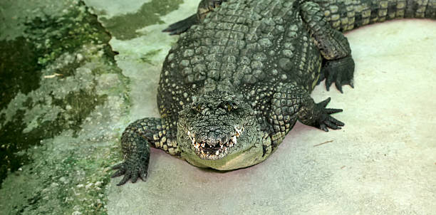 istock closeup photo of a crocodile 501262870