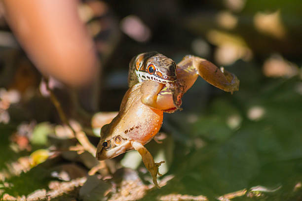 Small sand snake catching and eating a frog 1 stock photo