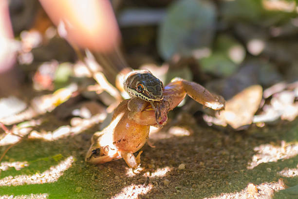 istock Small sand snake catching and eating a frog 2 501262891
