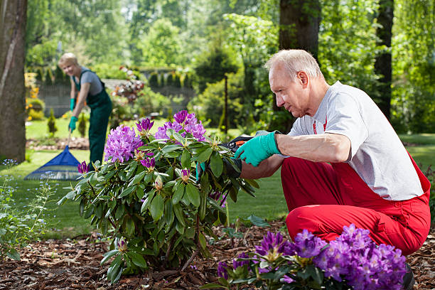 istock Mature couple work in the garden 501263089