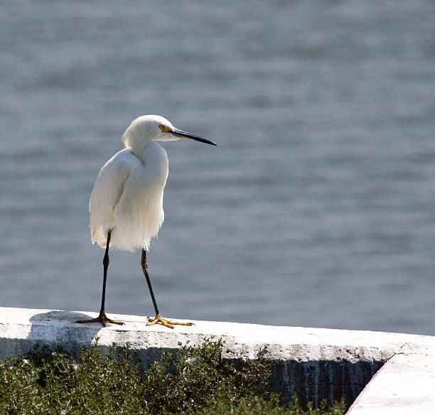 istock Lone Egret Walking On A Sea Wall 501263429