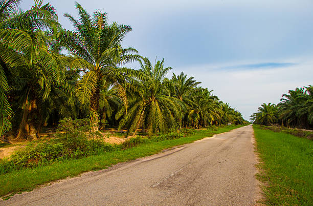 istock Palm oil plantation 501264359