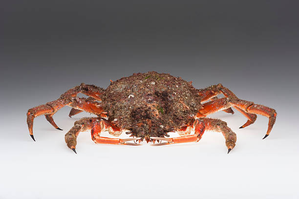 istock European spider crab, crustacean, shellfish, seafood, copy space, orange, grey 501264745