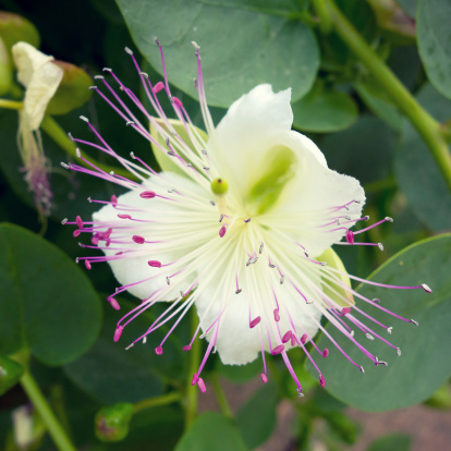 Capparis spinosa - the caper bush, also called Flinders rose.
