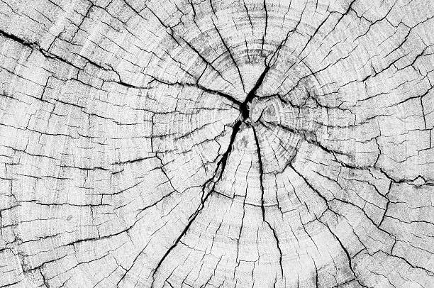 istock Black and white, texture of tree stump 501264941