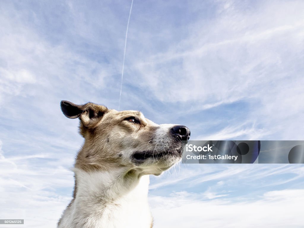Собака Портрет - Стоковые фото Бежевый роялти-фри