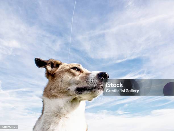 Собака Портрет — стоковые фотографии и другие картинки Бежевый - Бежевый, Белый, Близко к