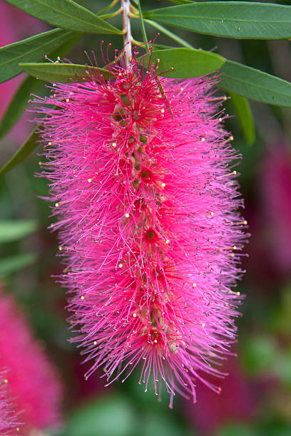 istock Pink Bottlebrush flowers 501265293
