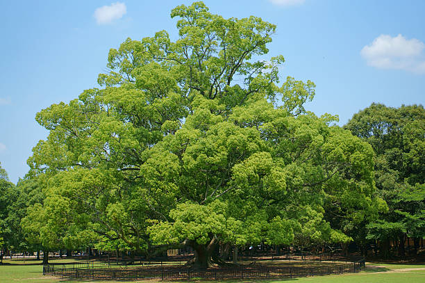 istock Large camphor tree of Nara Park 501265553