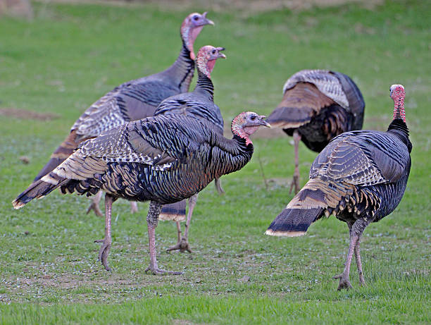 istock Wild Turkeys Walking in Green Grass 501265769