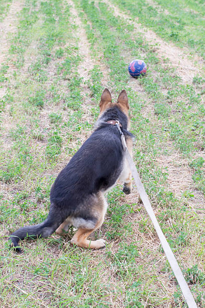 istock in the field, with a German Shepherd 501274153
