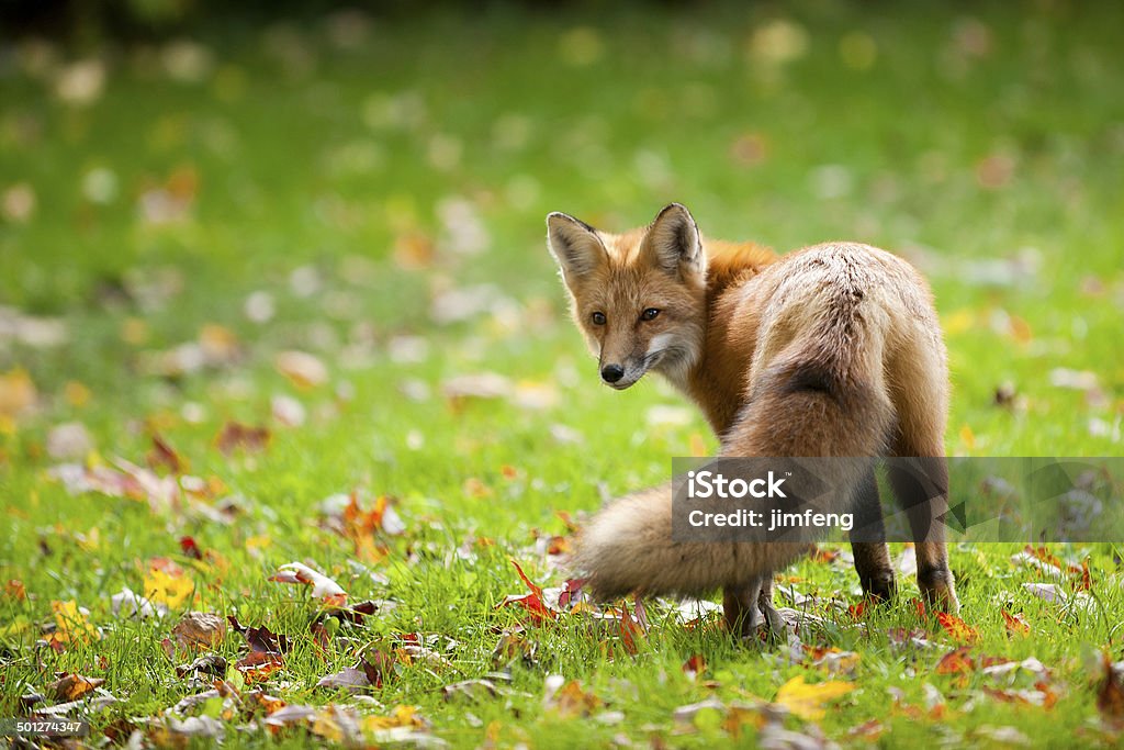 Red Fox Fox Stock Photo