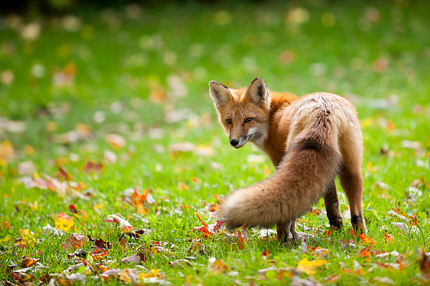 Red Fox Red Fox fire fox stock pictures, royalty-free photos & images