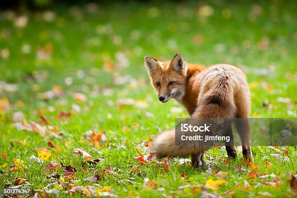 Red Fox Stock Photo - Download Image Now - Fox, Animal, Animal Body Part