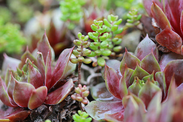 istock Succulents, sempervivum, houseleek 501274687