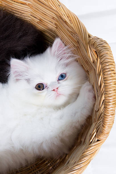 istock Lovely kitten in the basket 501275193