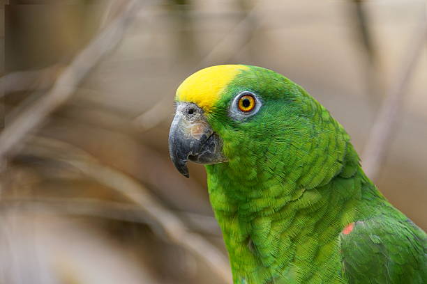 Yellow-crowned amazon Names: Yellow-crowned Amazon, Yellow-crowned Parrot, Yellow-naped parrot yellow crowned amazon (amazona ochrocephala) stock pictures, royalty-free photos & images