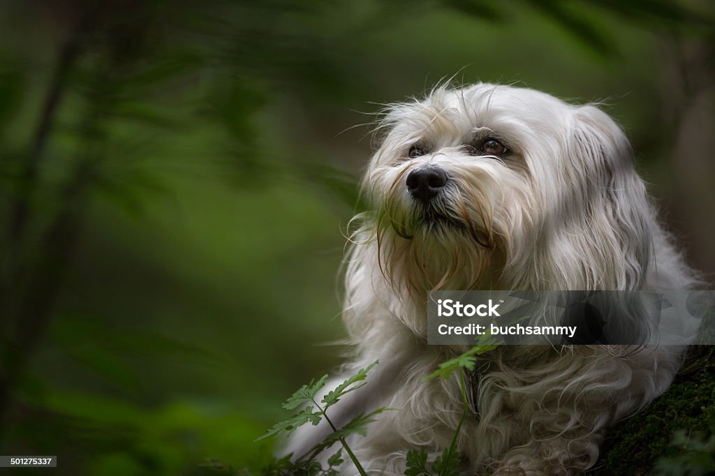 Havanese in the countryside White Havanese is located in the forest on a tree root and look very carefully into the forest, the trees in the background are blurred to a gentle shade of green. Animal Stock Photo