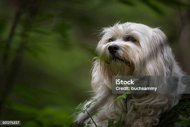 Havanese In The Countryside Stock Photo - Download Image Now - Animal, Bichon, Branch - Plant Part