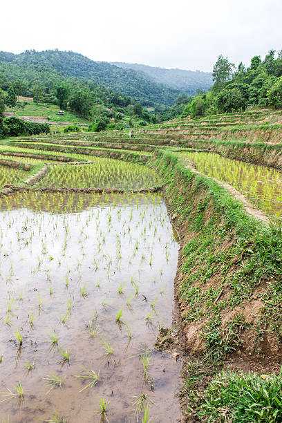 istock Rice field terraces in doi inthanon, Ban Mae Aeb Chiangmai 501275575