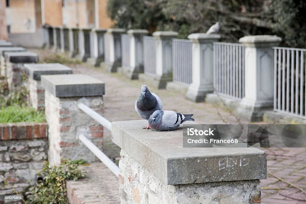 Histoire d'amour entre les pigeons - Photo de Accouplement animal libre de droits