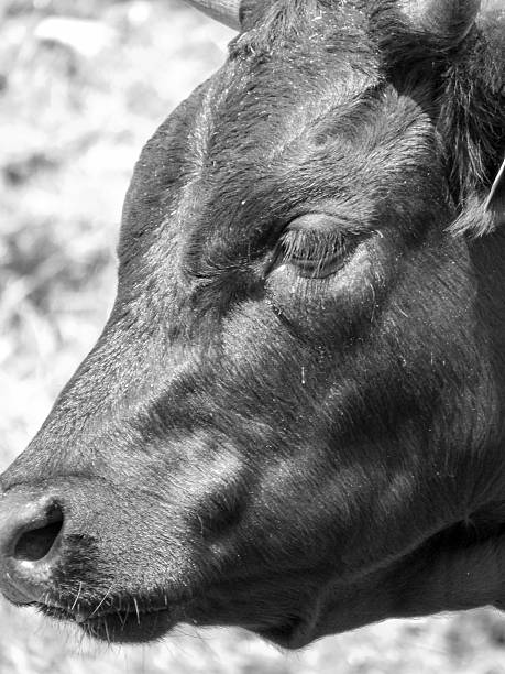 istock Bull at large in the Camargue 501276653