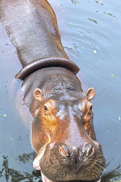 istock Hippo portrait in the nature 501276883