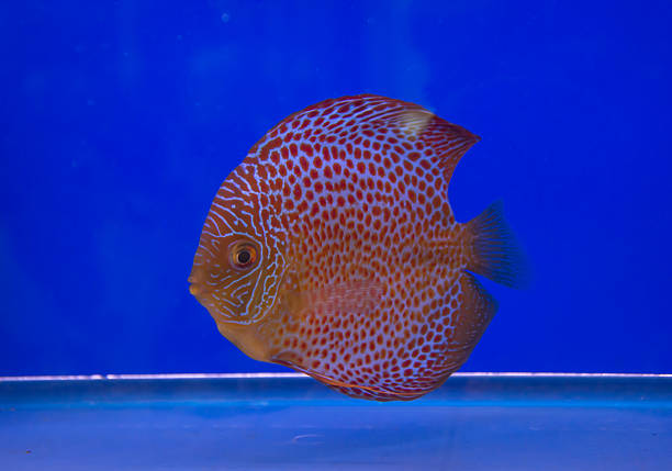pompadour fish pompadour fish pompadour fish stock pictures, royalty-free photos & images