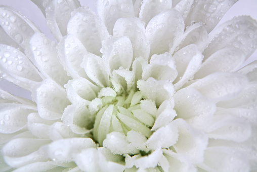 Macro of a white Chrysanthemum flower with dew drops. 
