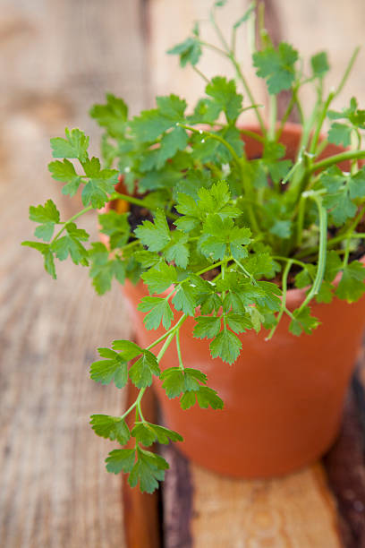 Cilantro stock photo