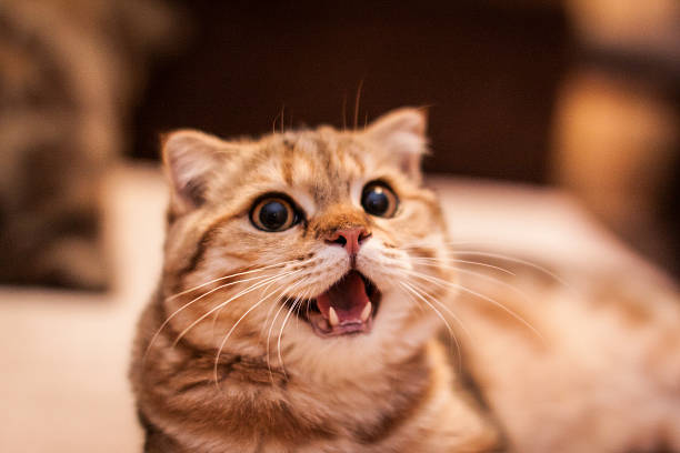 istock Cute cat enjoying his life 501278013