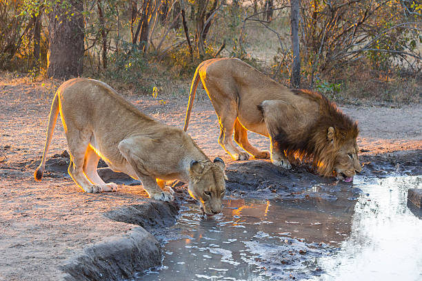 Male and female lion drinking water stock photo